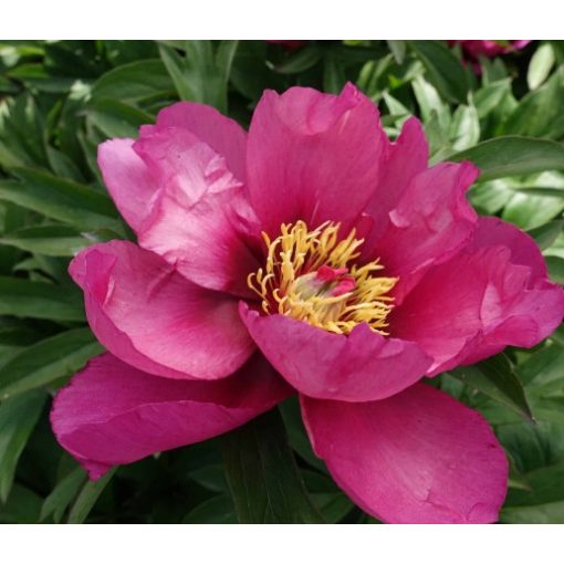 Paeonia itoh Pink Ardour (p17) - Félfás bazsarózsa