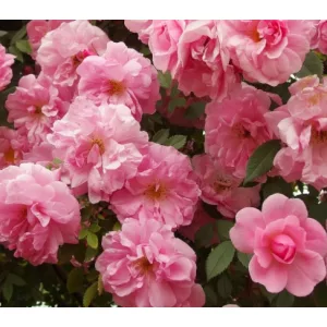 Rosa John Davis  - Futórózsa (többször virágzó)