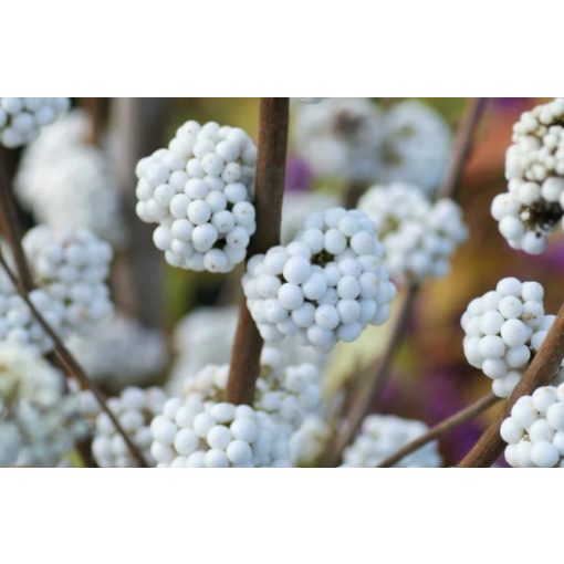 Callicarpa bodinieri Snowqueen – Kínai lilabogyó