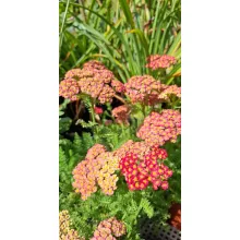 Achillea millefolium Desert Eve Red - Közönséges cickafark