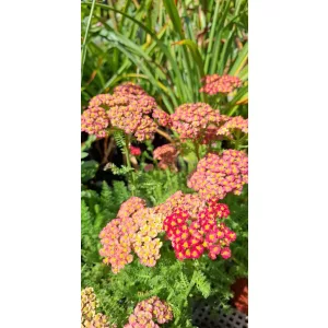   Achillea millefolium Desert Eve Red - Közönséges cickafark