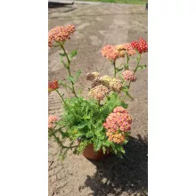 Achillea millefolium Desert Eve Red - Közönséges cickafark