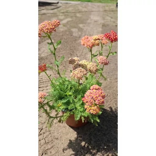 Achillea millefolium Desert Eve Red - Közönséges cickafark