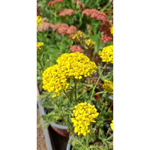 Achillea millefolium Desert Eve Yellow - Cickafark