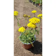 Achillea millefolium Desert Eve Yellow - Közönséges cickafark