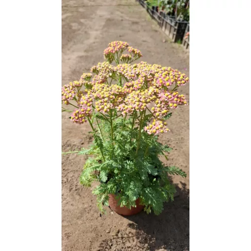 Achillea millefolium Milly Rock Cherry - Cickafark