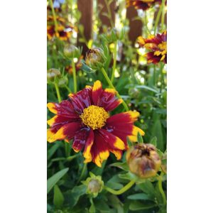 Coreopsis grandiflora UpTick Red - Menyecskeszem