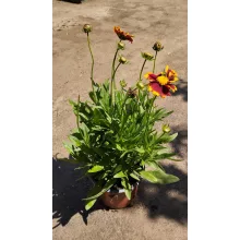Coreopsis grandiflora UpTick Red - Menyecskeszem
