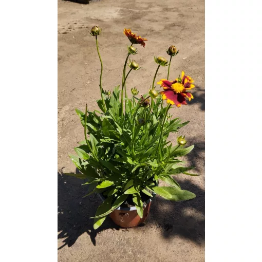 Coreopsis grandiflora UpTick Red - Menyecskeszem