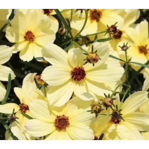 Coreopsis verticillata Corleone Cream - Menyecskeszem