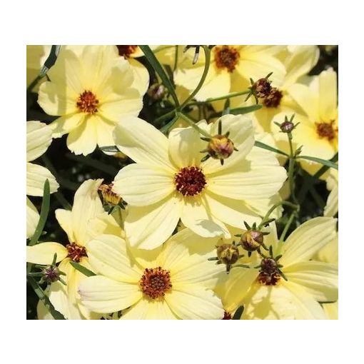 Coreopsis verticillata Corleone Cream - Menyecskeszem