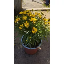 Coreopsis verticillata Corleone Gold - Menyecskeszem