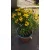 Coreopsis verticillata Corleone Gold - Menyecskeszem