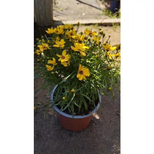 Coreopsis verticillata Corleone Gold - Menyecskeszem