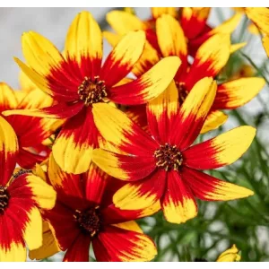 Coreopsis verticillata Corleone Red&Yellow - Menyecskeszem