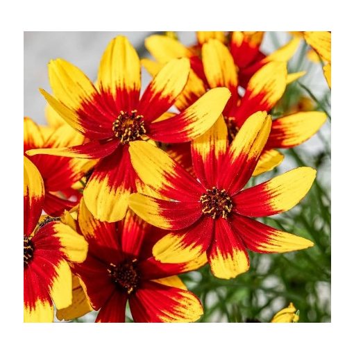 Coreopsis verticillata Corleone Red&Yellow - Menyecskeszem