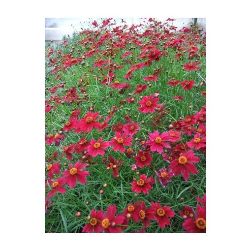 Coreopsis verticillata Limerock Ruby  - Menyecskeszem