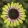 Echinacea Prairie Blaze Vintage Lime - Kasvirág