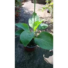 Hosta T-Rex - Árnyékliliom