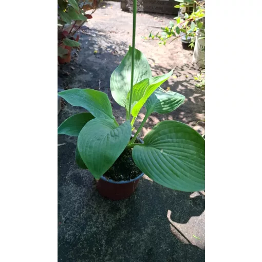 Hosta T-Rex - Árnyékliliom