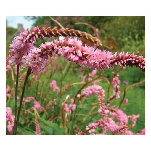 Persicaria affinis Pink Elephant - Örökzöld keserűfű