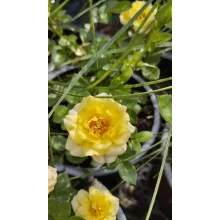 Rosa Fairy Gold - Törpe ágyásrózsa