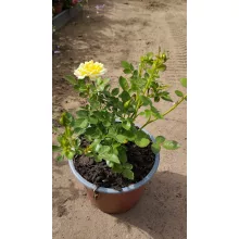 Rosa Fairy Gold - Törpe ágyásrózsa
