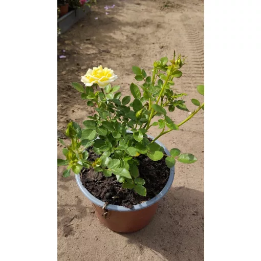 Rosa Fairy Gold - Törpe ágyásrózsa