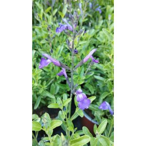 Salvia greggii Mirage Blue - Csecsemőzsálya