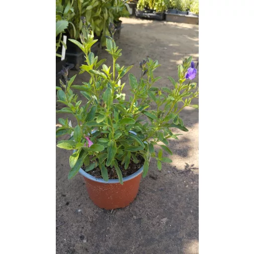 Salvia greggii Mirage Blue - Csecsemőzsálya