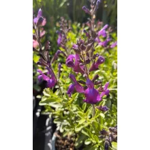 Salvia greggii Mirage Deep Purple - Csecsemőzsálya
