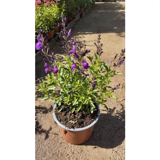 Salvia greggii Mirage Deep Purple - Csecsemőzsálya
