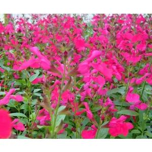 Salvia greggii Mirage Hot Pink - Csecsemőzsálya