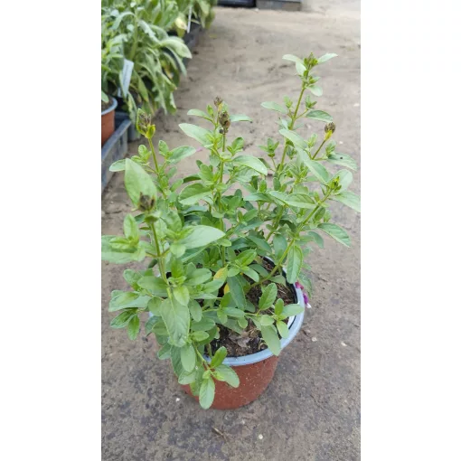 Salvia greggii Mirage Soft Pink - Csecsemőzsálya