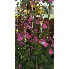 Salvia greggii Pink Lips - Csecsemőzsálya