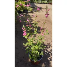 Salvia greggii Pink Lips - Csecsemőzsálya