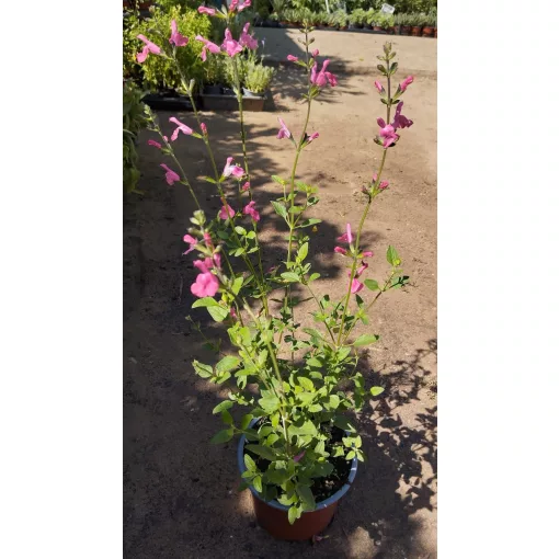 Salvia greggii Pink Lips - Csecsemőzsálya