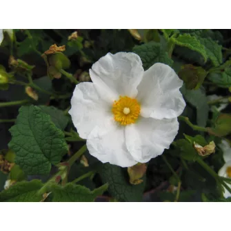 Szuhar (Cistus)