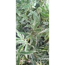 ACER PALMATUM BUTTERFLY (P19) - JAPÁN JUHAR