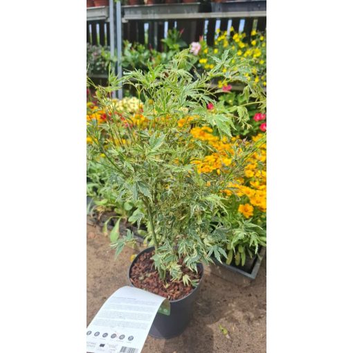 ACER PALMATUM BUTTERFLY (P19) - JAPÁN JUHAR