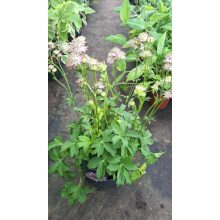 Astrantia major Premium Pink - Völgycsillag