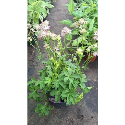 Astrantia major Premium Pink - Völgycsillag