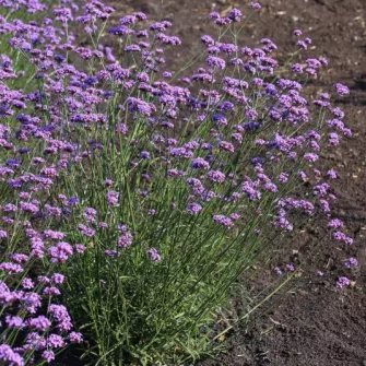 Verbéna (Verbena)