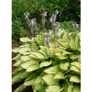 Hosta Golden Standard - Árnyékliliom
