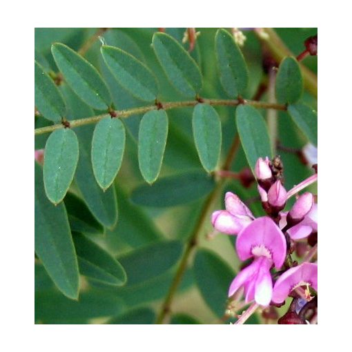 Indigofera australis - Indigócserje