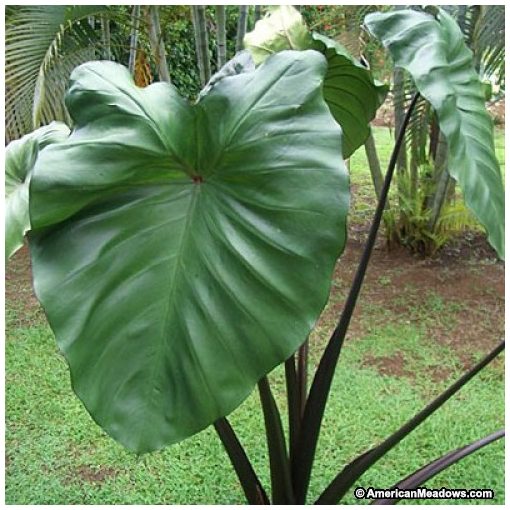 Colocasia esculenta Violet Stem - Elefántfül