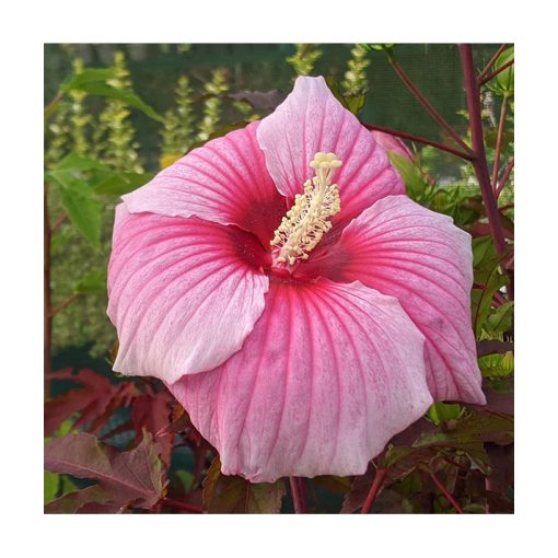 Hibiscus moscheutos Jolly Heart - Mocsári hibiszkusz