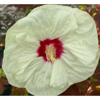 Hibiszkusz (Hibiscus)