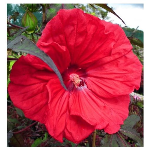 Hibiscus moscheutos Red Wine - Mocsári hibiszkusz