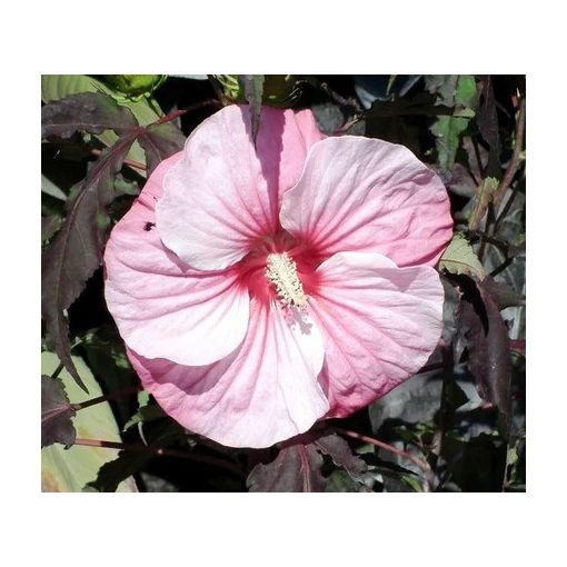 Hibiscus moscheutos Pink Candy - Mocsári hibiszkusz